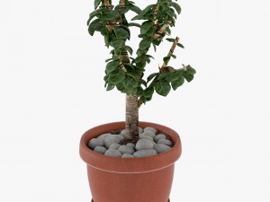 crassula tree Modello 3D