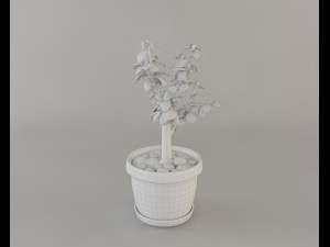 crassula tree Modello 3D