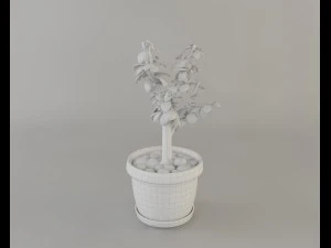 crassula tree 3D Model