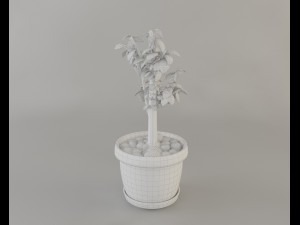 crassula tree Modello 3D