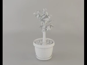 crassula tree 3D Model