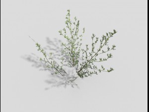 low poly grass Modello 3D