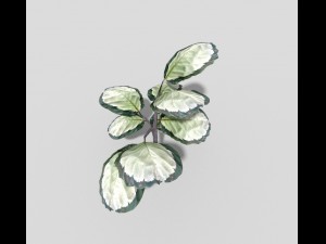 low poly plant 3D Model
