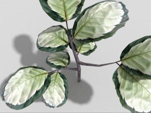 low poly plant 3D Model
