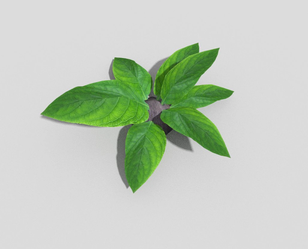 planta de baixo poli Modelo 3D .c4d .max .obj .3ds .fbx .stl .blend 