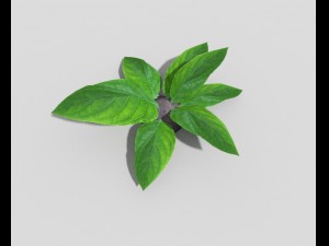 low poly plant 3D Model