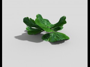 low poly plant 3Dモデル