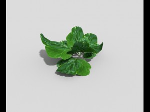 low poly plant 3Dモデル