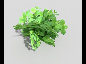 low poly plant Model 3D