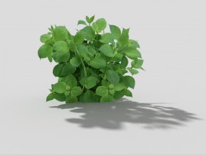 low poly plant Model 3D