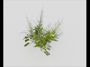 low poly plant 3D Model