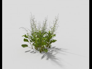 low poly plant 3D Model