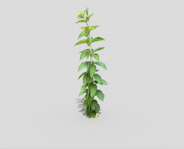 low poly plant 3D Model .c4d .max .obj .3ds .fbx .stl .blend 