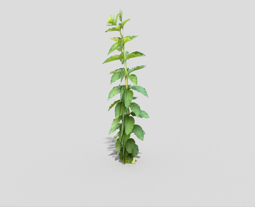 low poly plant 3D Model .c4d .max .obj .3ds .fbx .stl .blend
