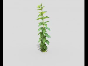 низкополигональное растение 3D Модель