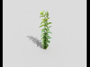 low poly plant 3D Model