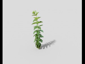 low poly plant 3D Model