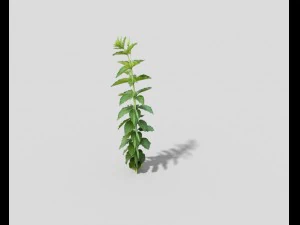 low poly plant 3D Model