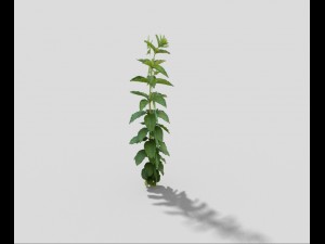 low poly plant 3D Model
