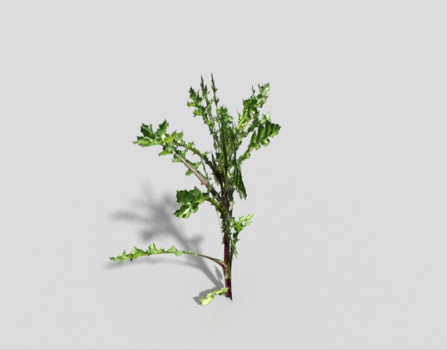 low poly plant Modelo 3D .c4d .max .obj .3ds .fbx .stl .blend 