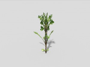low poly plant Modelo 3D