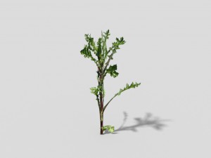 low poly plant Modelo 3D