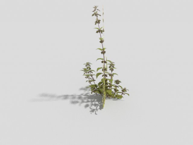 low poly plant Model 3D .c4d .max .obj .3ds .fbx .stl .blend 
