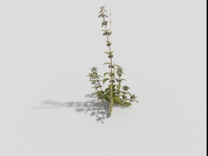 low poly plant 3D 모델