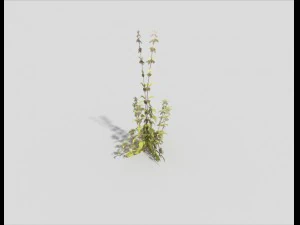 low poly plant 3D Model