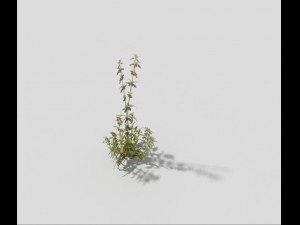 low poly plant Model 3D