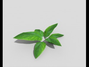 low poly plant 3D 模型