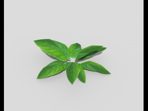 low poly plant 3D 模型