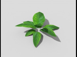 low poly plant 3D 模型