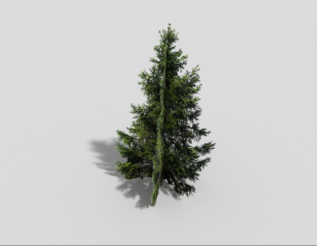 low poly spruce 3D Модель .c4d .max .obj .3ds .fbx .stl .blend 
