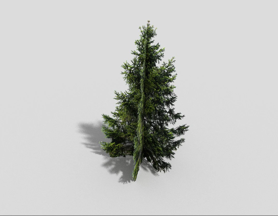 low poly spruce 3D Model .c4d .max .obj .3ds .fbx .stl .blend 