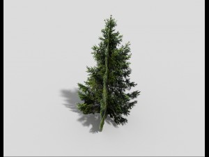 low poly spruce Modèle 3D