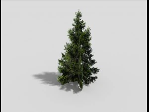 low poly spruce 3D Model