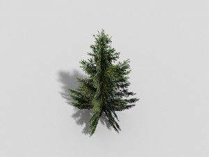 low poly spruce 3D Модель