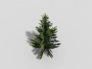 low poly spruce 3D Model