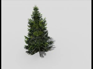 low poly spruce 3D Model