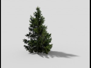 low poly spruce 3D Модель