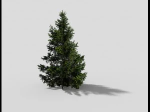 low poly spruce 3D Model