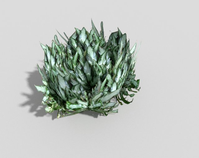 low poly plant 3D Model .c4d .max .obj .3ds .fbx .stl .blend 