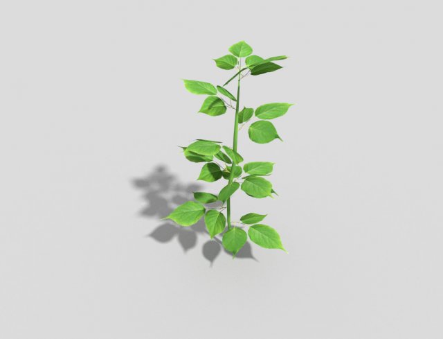 low poly plant Modello 3D .c4d .max .obj .3ds .fbx .stl .blend 