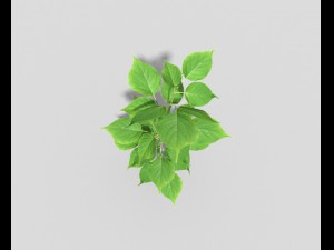 low poly plant Modello 3D