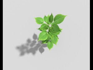 low poly plant Modello 3D