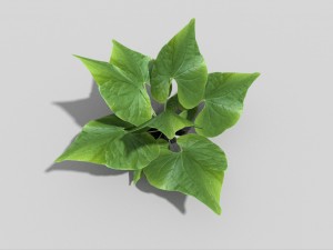 low poly plant 3Dモデル