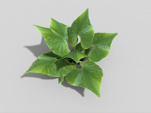 низкополигональное растение 3D Модель