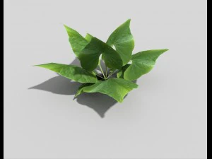 tanaman poli rendah Model 3D