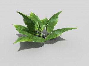 low poly plant Model 3D